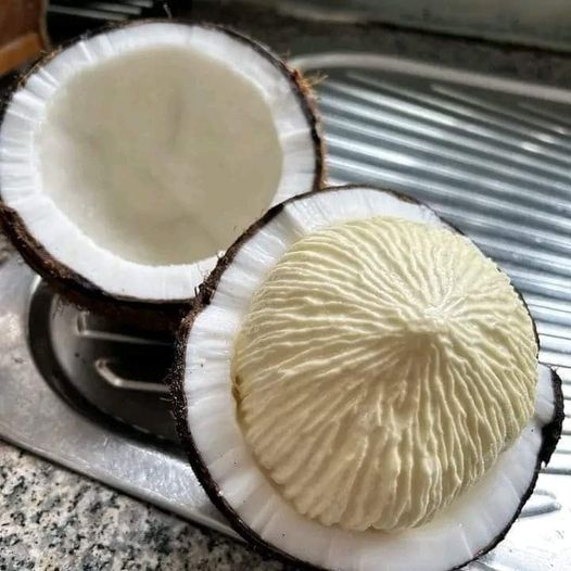 Sprouted Coconut Coconut Apple Health Benefits Nutrition Uses Sprouted Coconut Coconut Apple Health Benefits Nutrition Uses